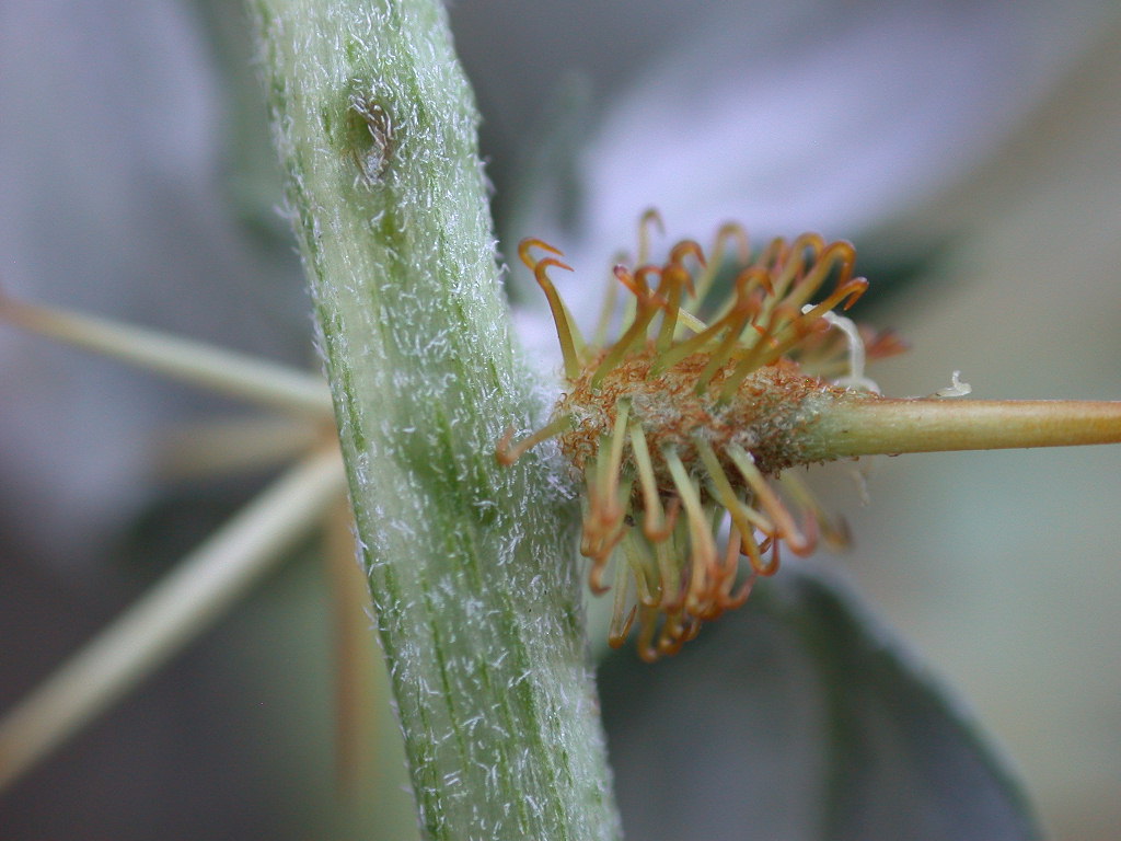 Aculei ... di ? Xanthium spinosum (quiz)